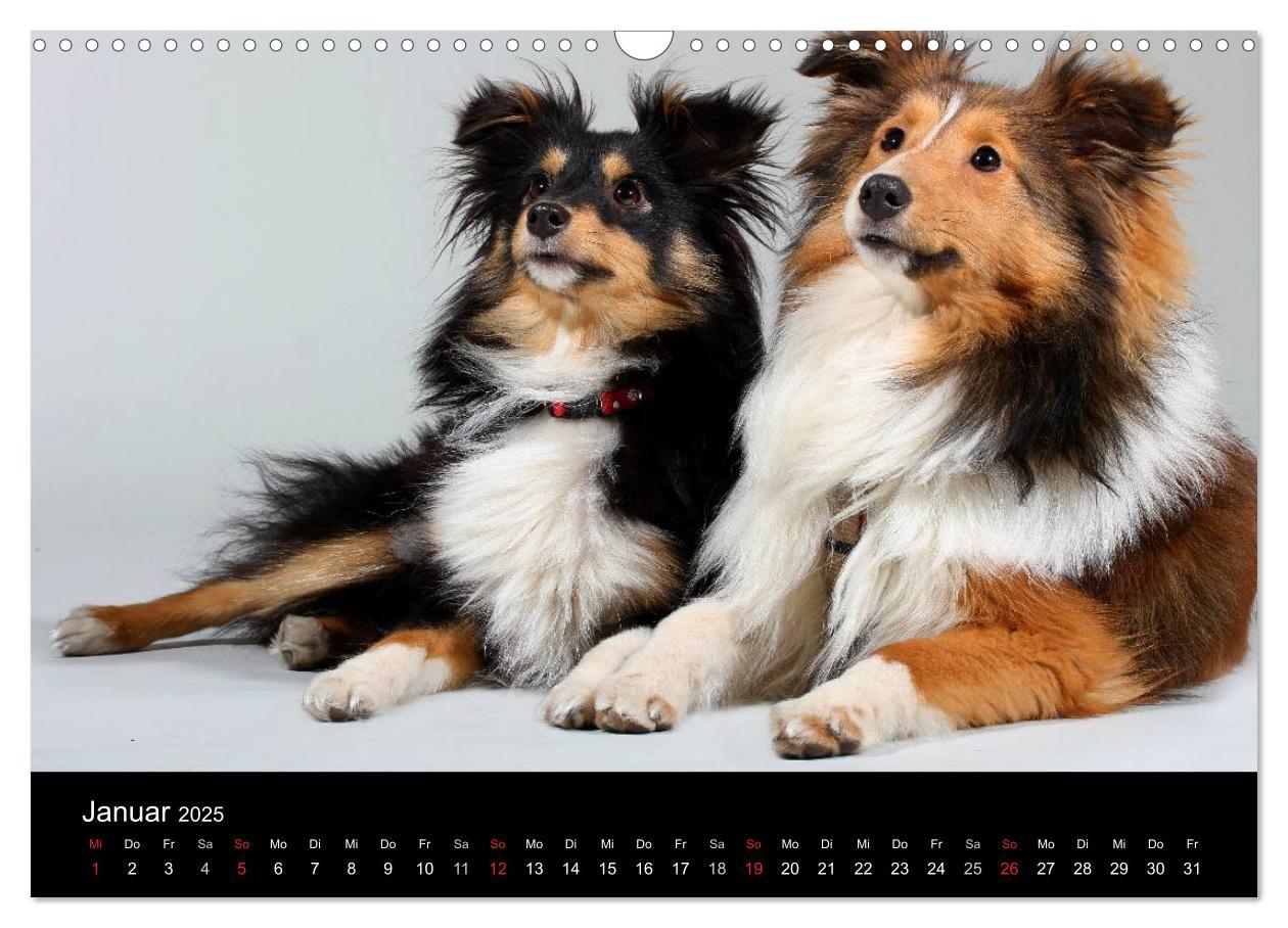 Bild: 9783435752355 | Shelties 2025 (Wandkalender 2025 DIN A3 quer), CALVENDO Monatskalender