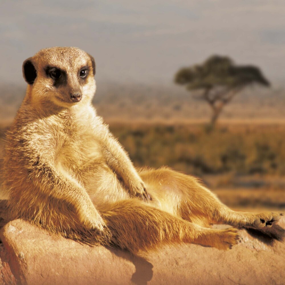 Bild: 9783959294683 | Meerkats/Erdmännchen 2025 | Kalender 2025 | Kalender | Drahtheftung