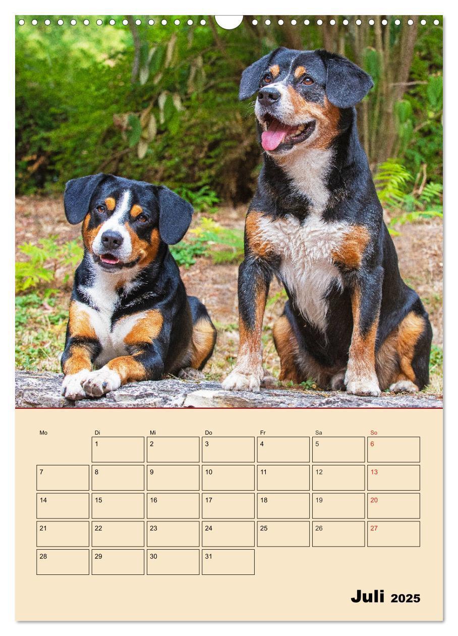 Bild: 9783435958832 | Jahresplaner Entlebucher Sennenhund (Wandkalender 2025 DIN A3...