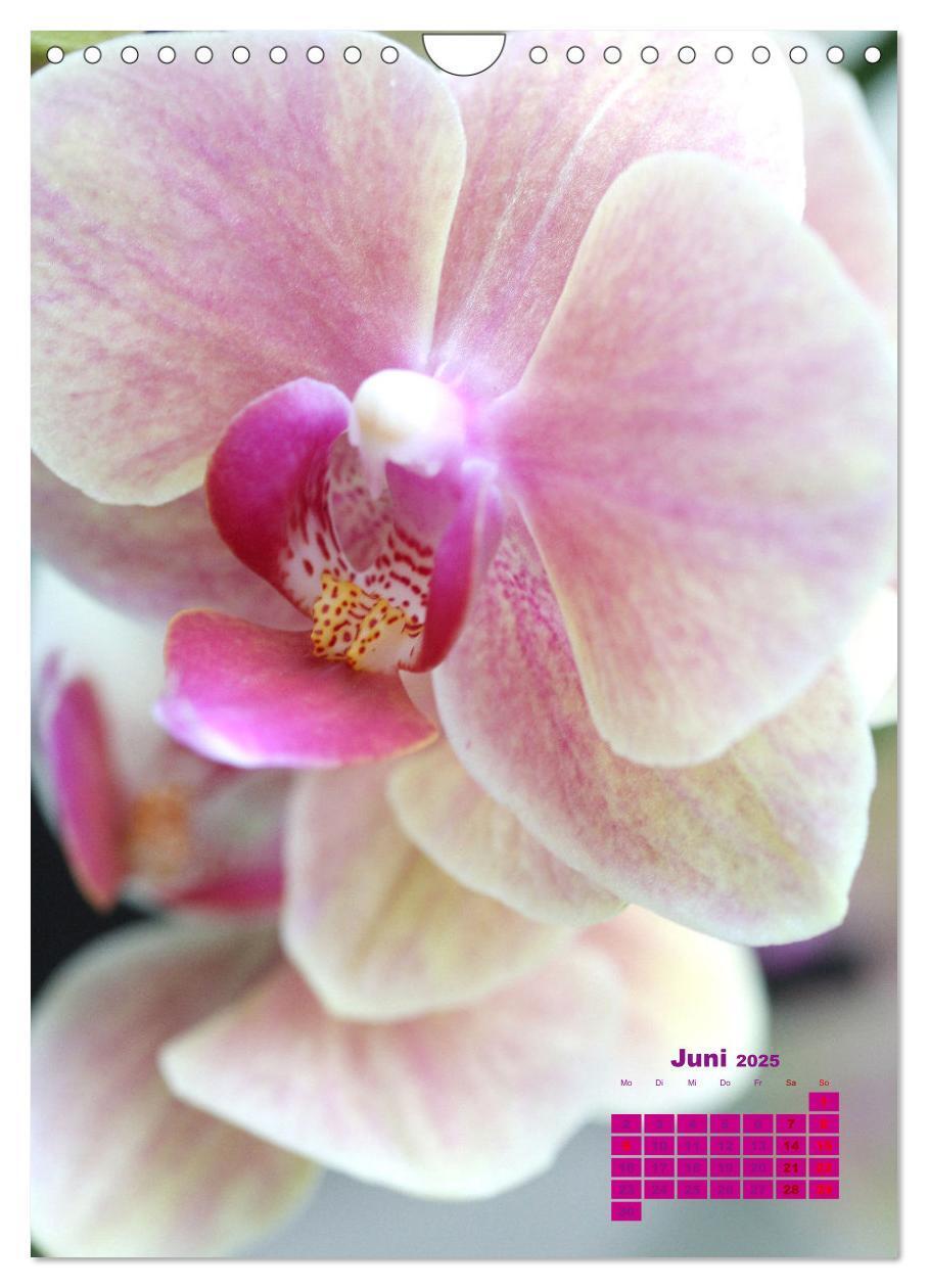 Bild: 9783435903740 | Traumhafte Orchideen (Wandkalender 2025 DIN A4 hoch), CALVENDO...