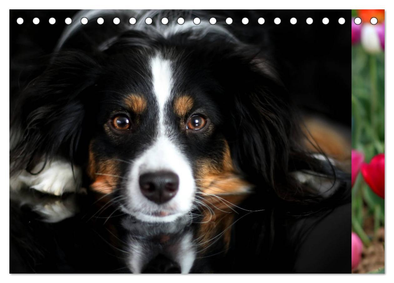 Bild: 9783435185153 | Australian Shepherd Tri Color (Tischkalender 2025 DIN A5 quer),...