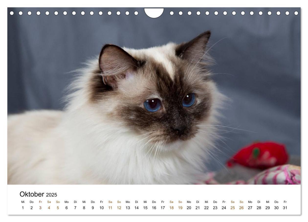 Bild: 9783435754328 | Ragdolls (Wandkalender 2025 DIN A4 quer), CALVENDO Monatskalender