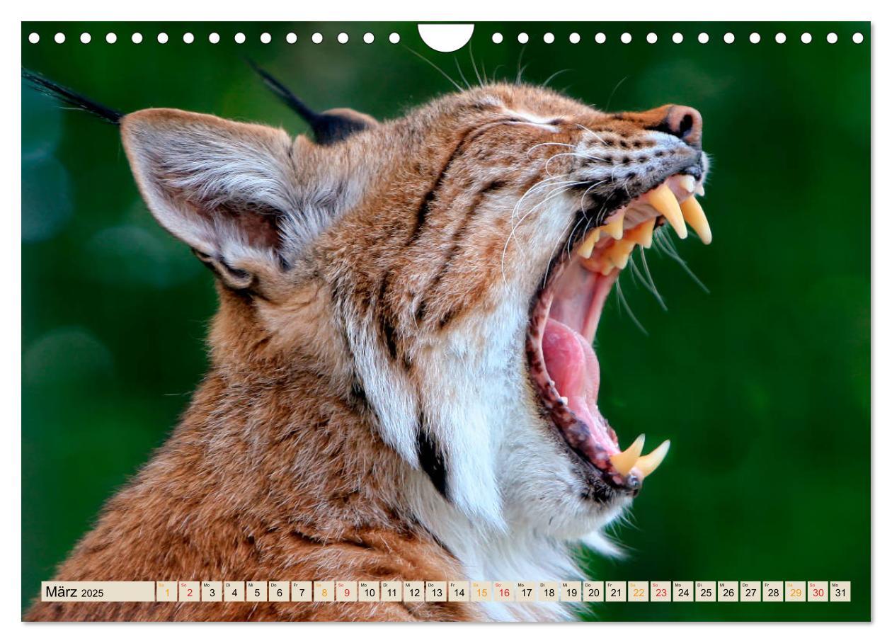 Bild: 9783435118601 | Raubkatze Luchs (Wandkalender 2025 DIN A4 quer), CALVENDO...