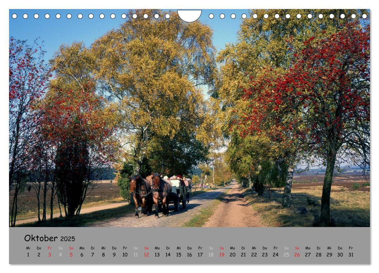 Bild: 9783435679232 | Lüneburger Heide - schön zu jeder Jahreszeit (Wandkalender 2025 DIN...