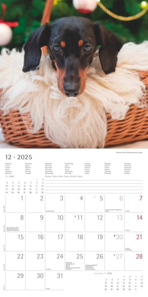 Bild: 4251732343033 | Alpha Edition - Dackel 2025 Broschürenkalender, 30x30cm,...