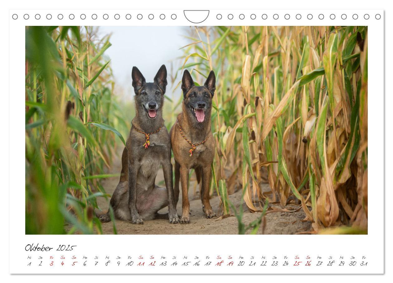 Bild: 9783383798429 | Mit dem Malinois durch das Jahr (Wandkalender 2025 DIN A4 quer),...