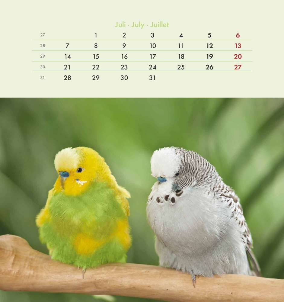 Bild: 4251732342319 | Wellensittiche 2025 - Postkartenkalender 16x17 cm - Budgies - zum...