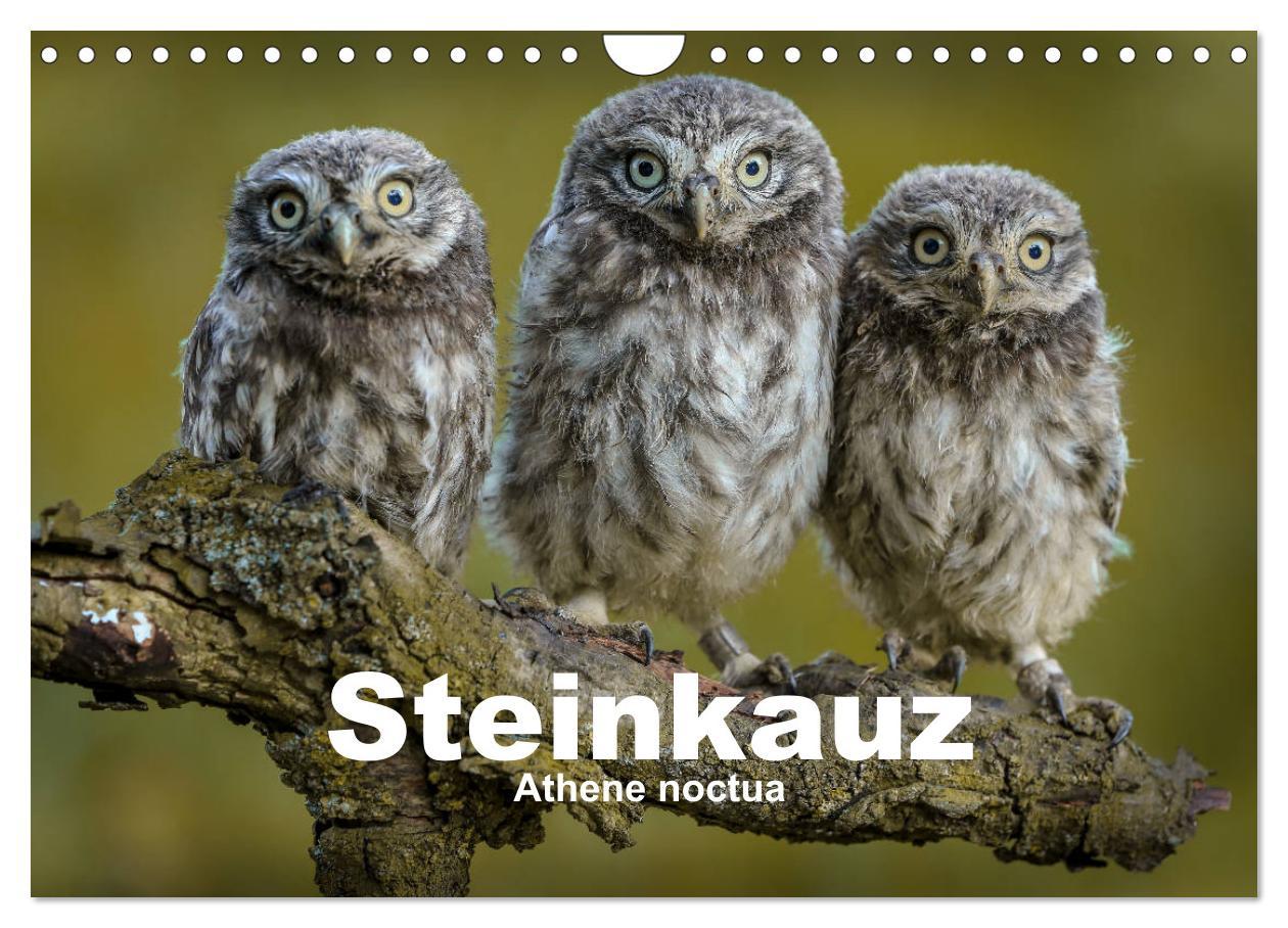 Cover: 9783435300532 | Steinkäuze (Athene noctua) (Wandkalender 2025 DIN A4 quer),...