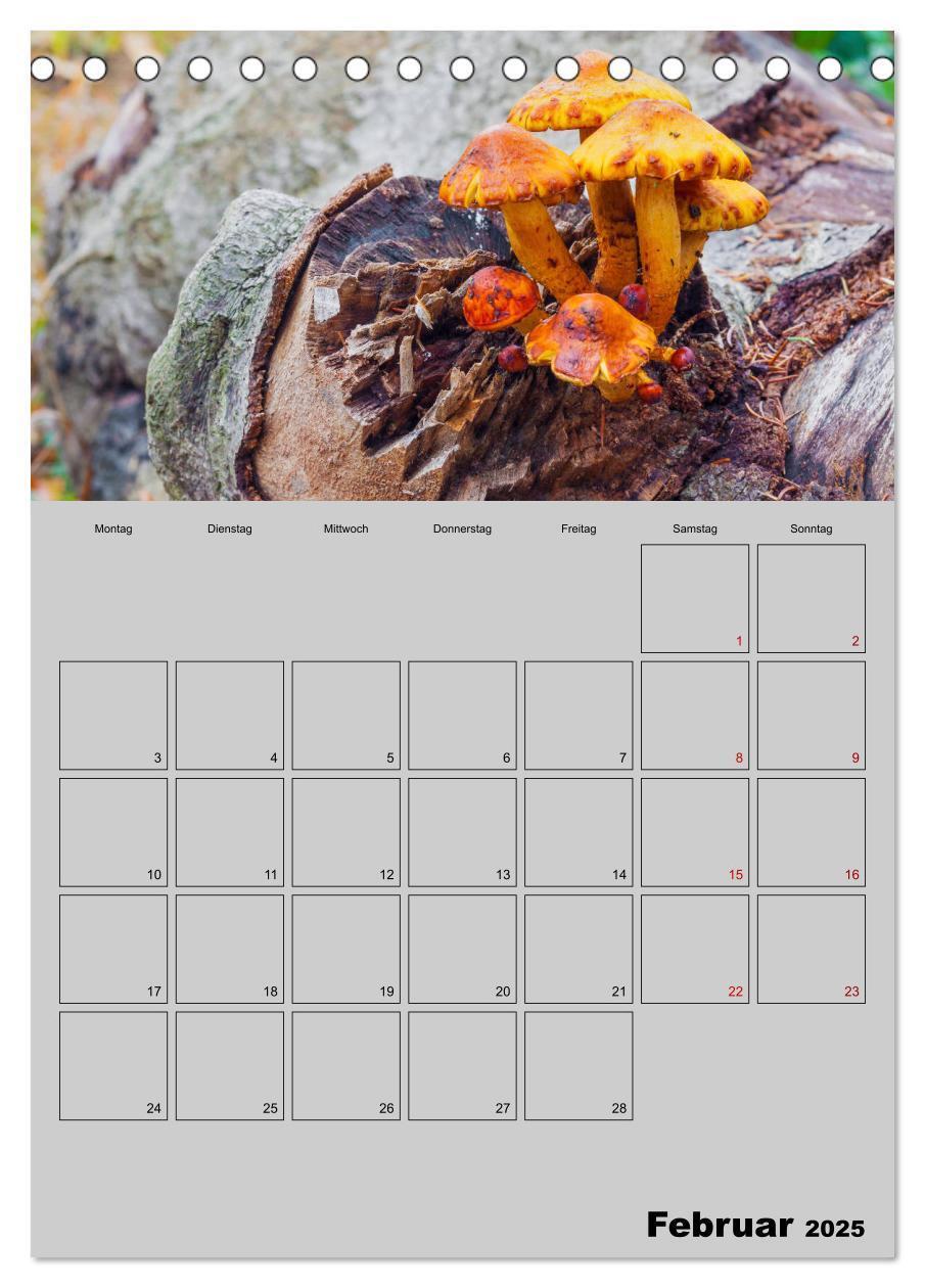 Bild: 9783435942367 | Quer durch die Pilze (Tischkalender 2025 DIN A5 hoch), CALVENDO...