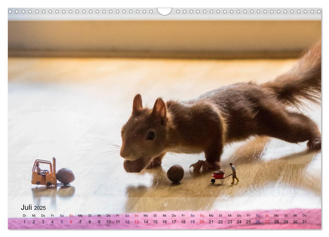 Bild: 9783435586936 | Spaß mit Eichhörnchen! (Wandkalender 2025 DIN A3 quer), CALVENDO...