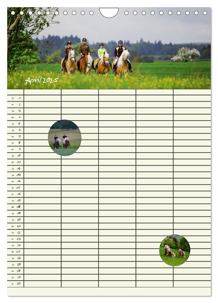 Bild: 9783457014851 | Haflinger Pferde - Stall- und Familienplaner 2025 (Wandkalender...