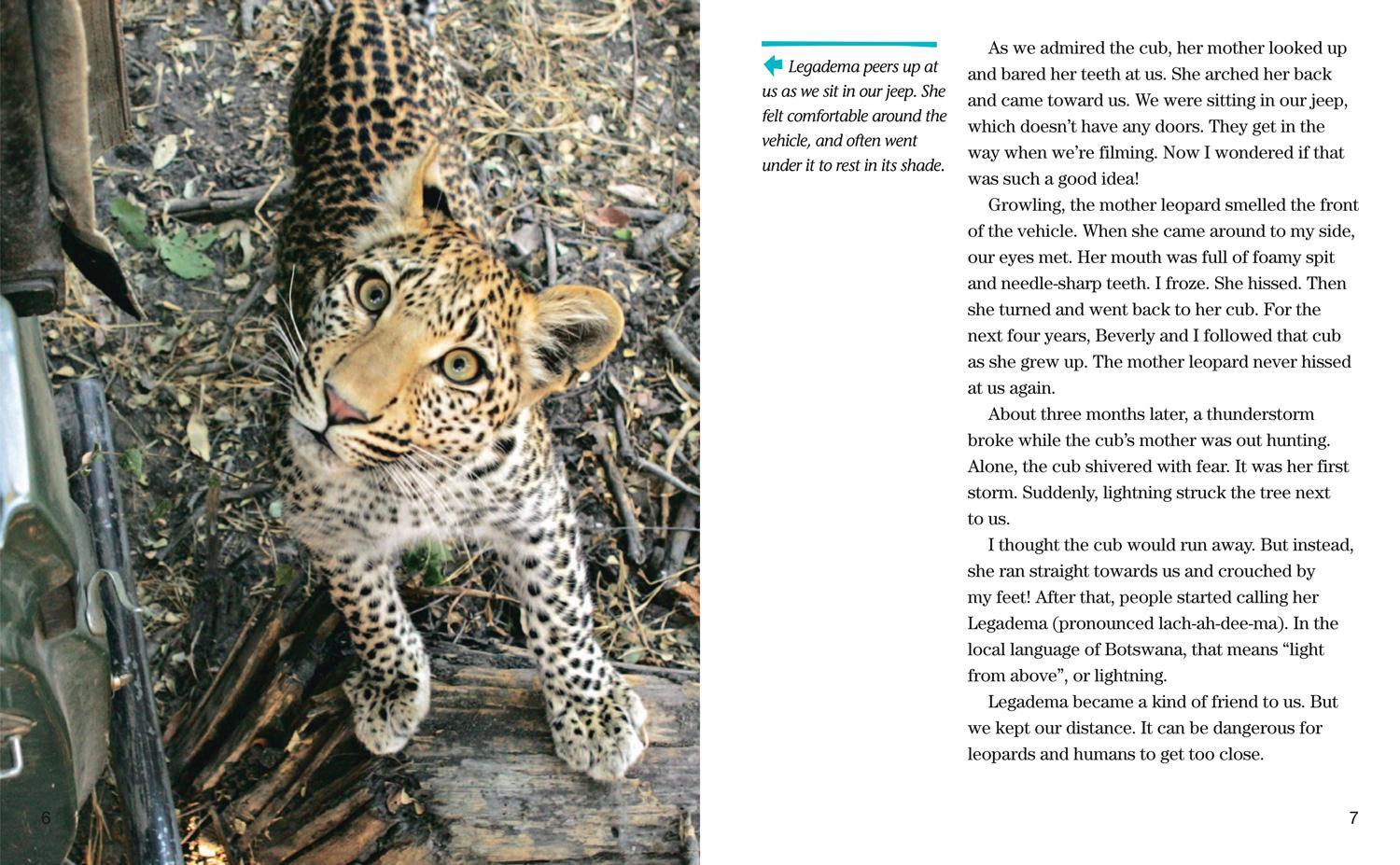 Bild: 9780008358167 | Face to Face with Leopards | Level 6 | Beverly Joubert (u. a.) | Buch