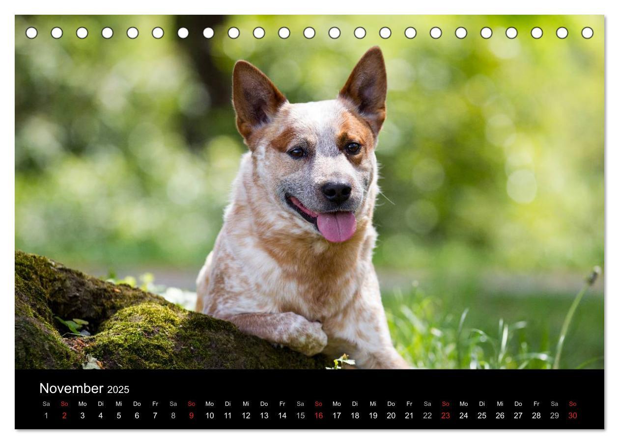 Bild: 9783435462421 | Australian Cattle Dogs zwischen Kunst und Kultur (Tischkalender...