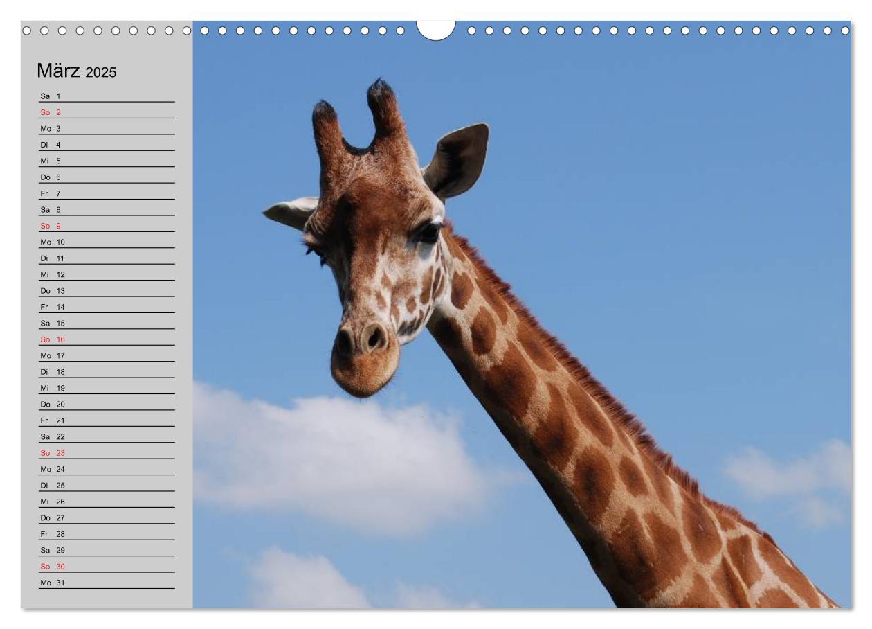 Bild: 9783435534968 | Giraffen. Dem Himmel so nah (Wandkalender 2025 DIN A3 quer),...