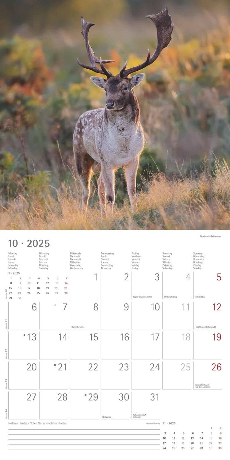 Bild: 4251732340803 | Wald und Flur 2025 - Broschürenkalender 30x30 cm (30x60 geöffnet) -...