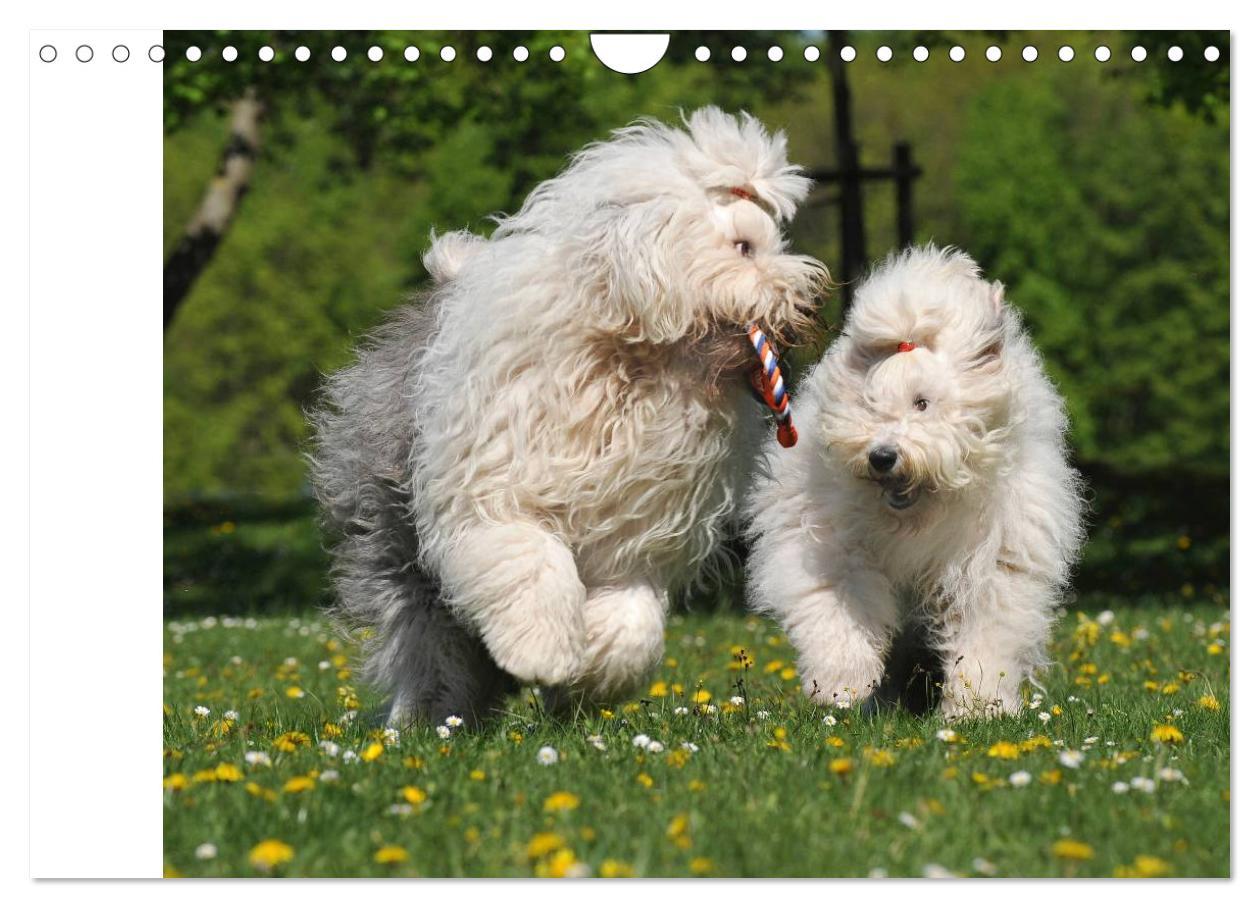 Bild: 9783435545902 | Traumhund Bobtail (Wandkalender 2025 DIN A4 quer), CALVENDO...