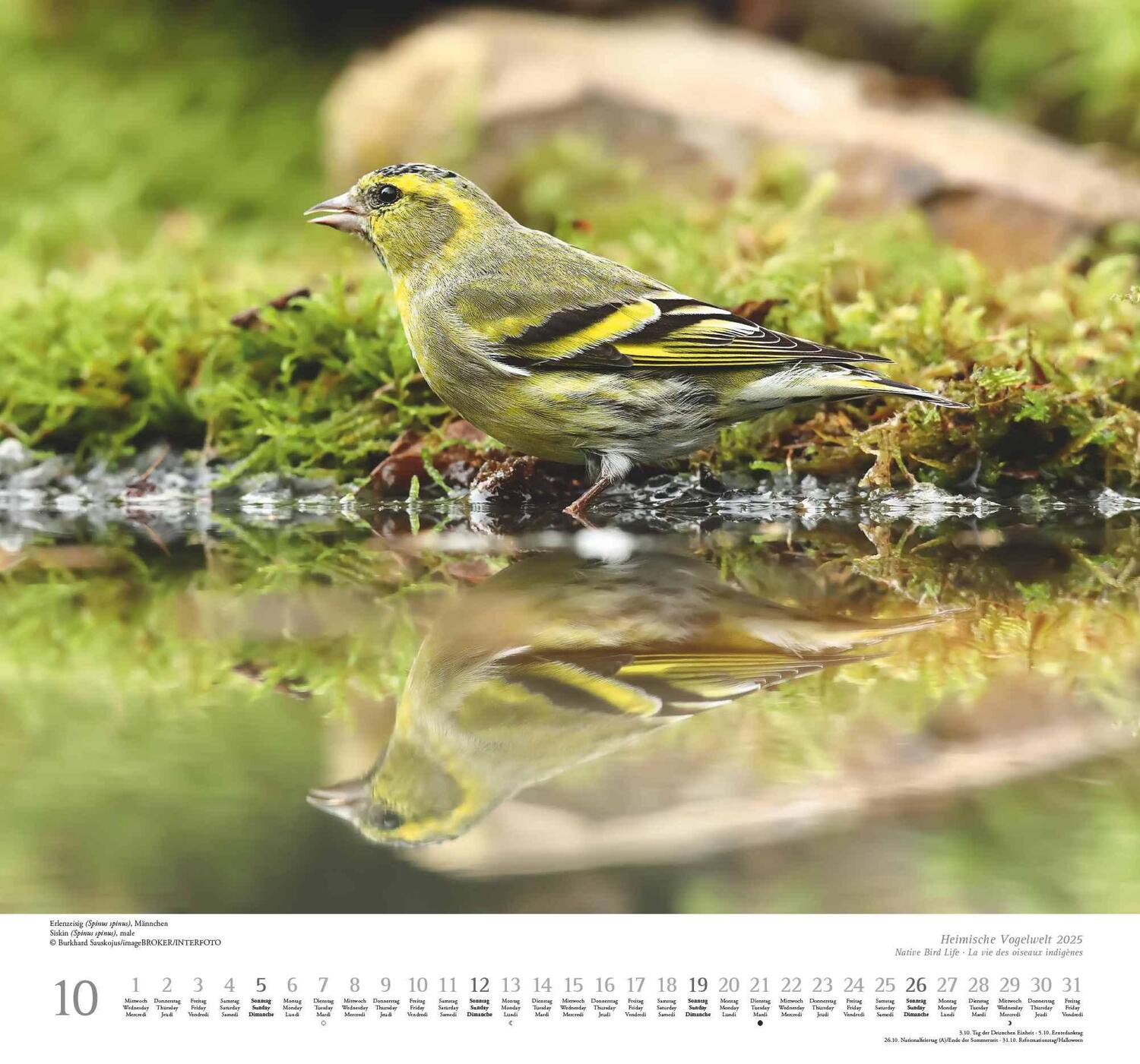 Bild: 4250809653525 | Heimische Vogelwelt 2025 - DUMONT Wandkalender - mit den...