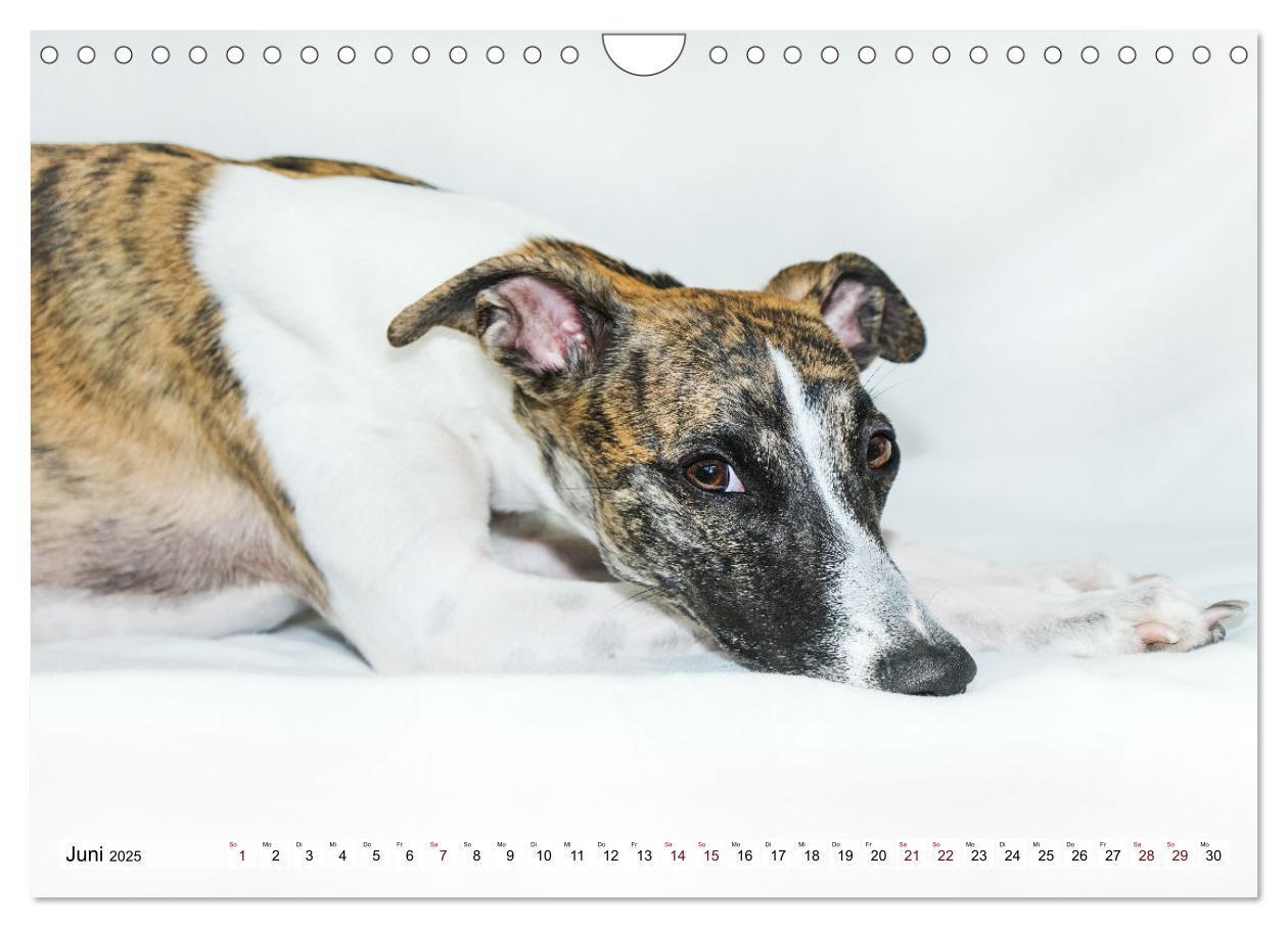 Bild: 9783383941917 | Der Whippet - ein Seelenhund (Wandkalender 2025 DIN A4 quer),...