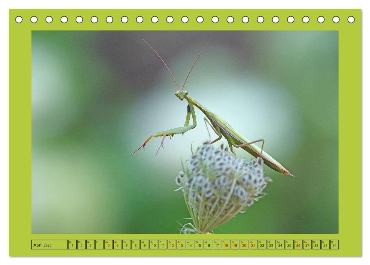 Bild: 9783435149483 | Die Gottesanbeterin Mantis Religiosa (Tischkalender 2025 DIN A5...