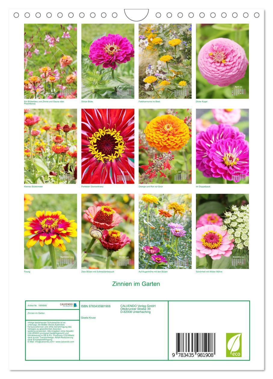 Bild: 9783435981908 | Zinnien im Garten (Wandkalender 2025 DIN A4 hoch), CALVENDO...