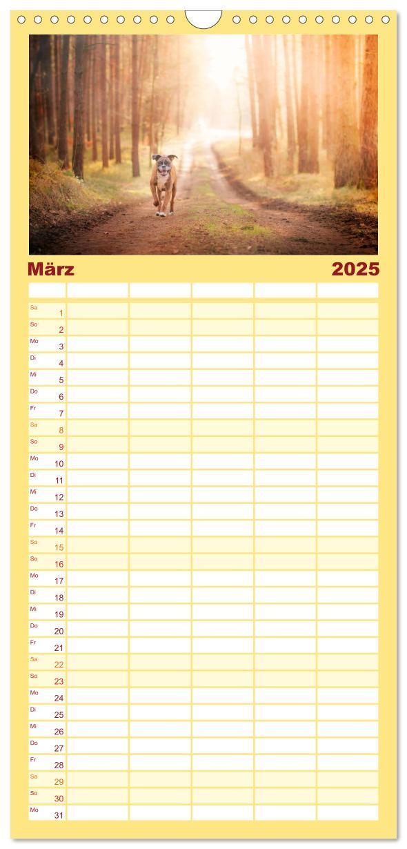 Bild: 9783457111598 | Familienplaner 2025 - Deutscher Boxer mit 5 Spalten (Wandkalender,...