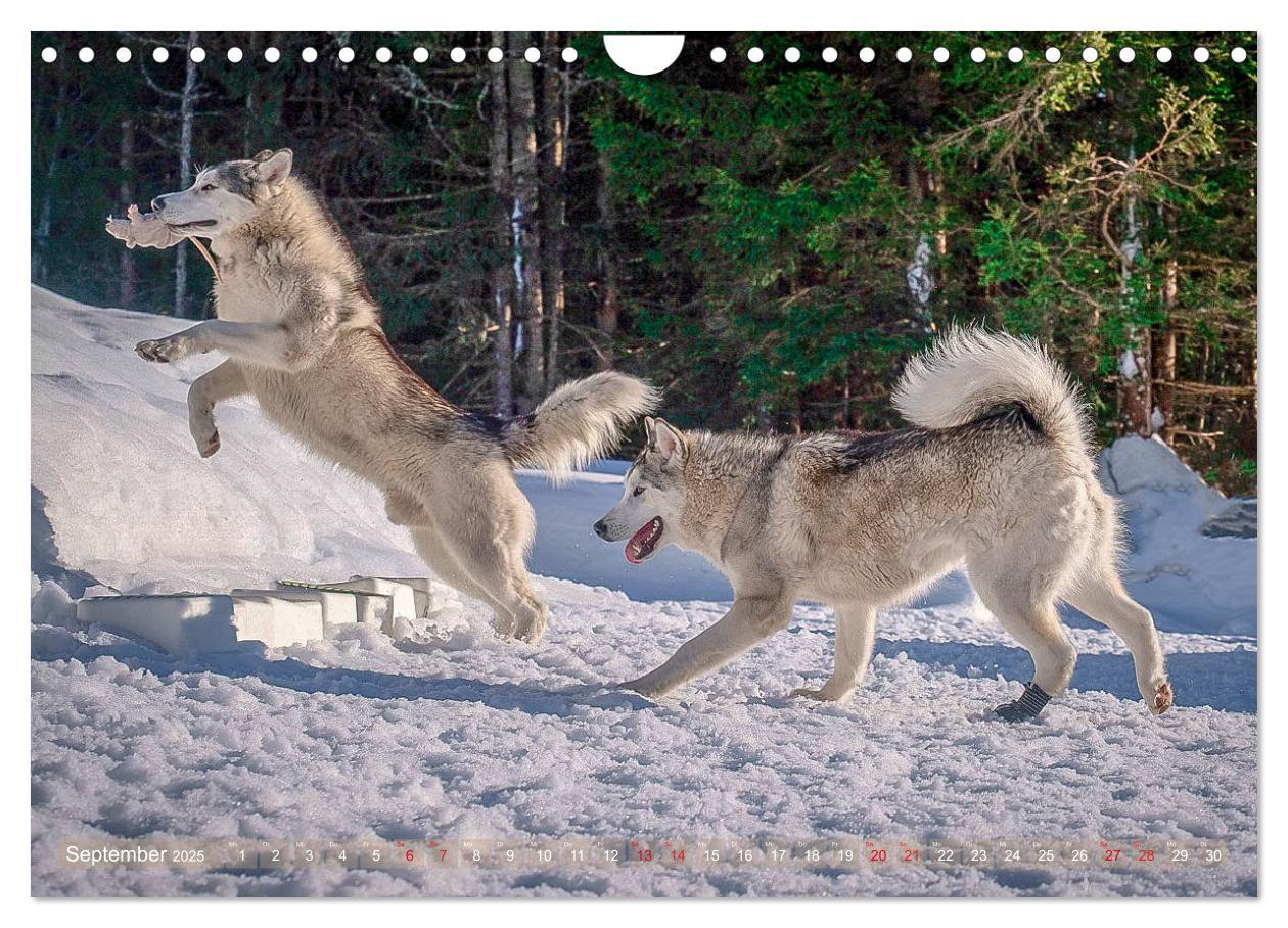 Bild: 9783435214730 | Alaskan Malamute in seinem Element (Wandkalender 2025 DIN A4 quer),...