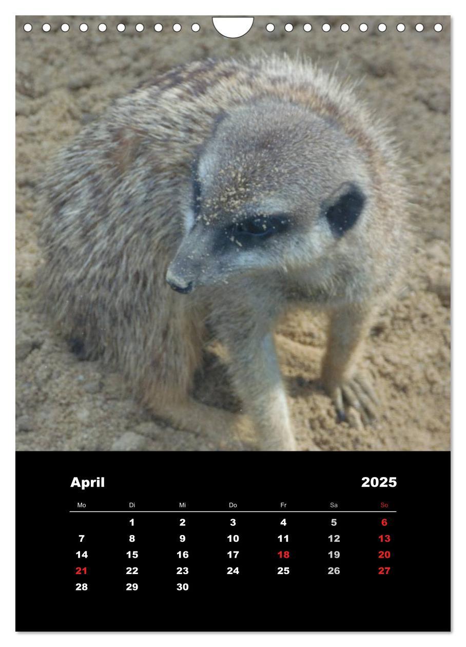 Bild: 9783457080597 | Erdmännchen (Wandkalender 2025 DIN A4 hoch), CALVENDO Monatskalender