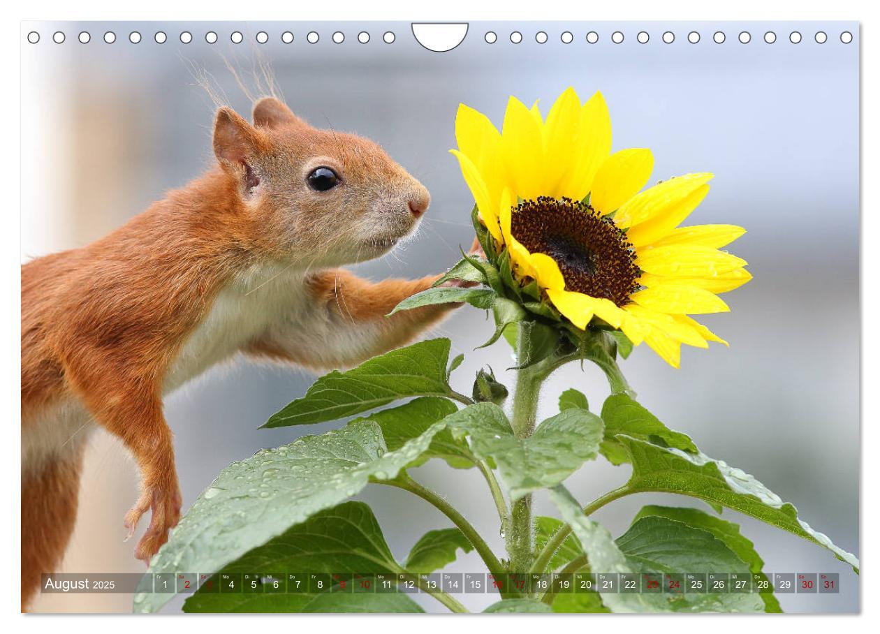 Bild: 9783435345854 | Eichhörnchen Luna und ihre Kinder (Wandkalender 2025 DIN A4 quer),...