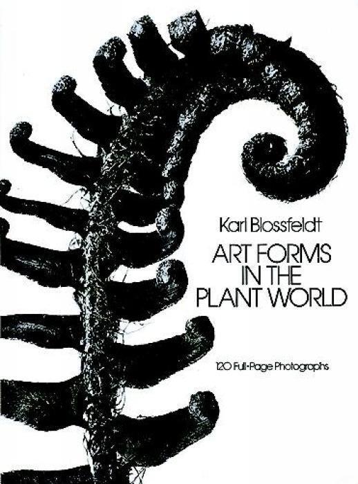 Cover: 9780486249902 | Art Forms in the Plant World | Karl Blossfeldt | Taschenbuch | 2000