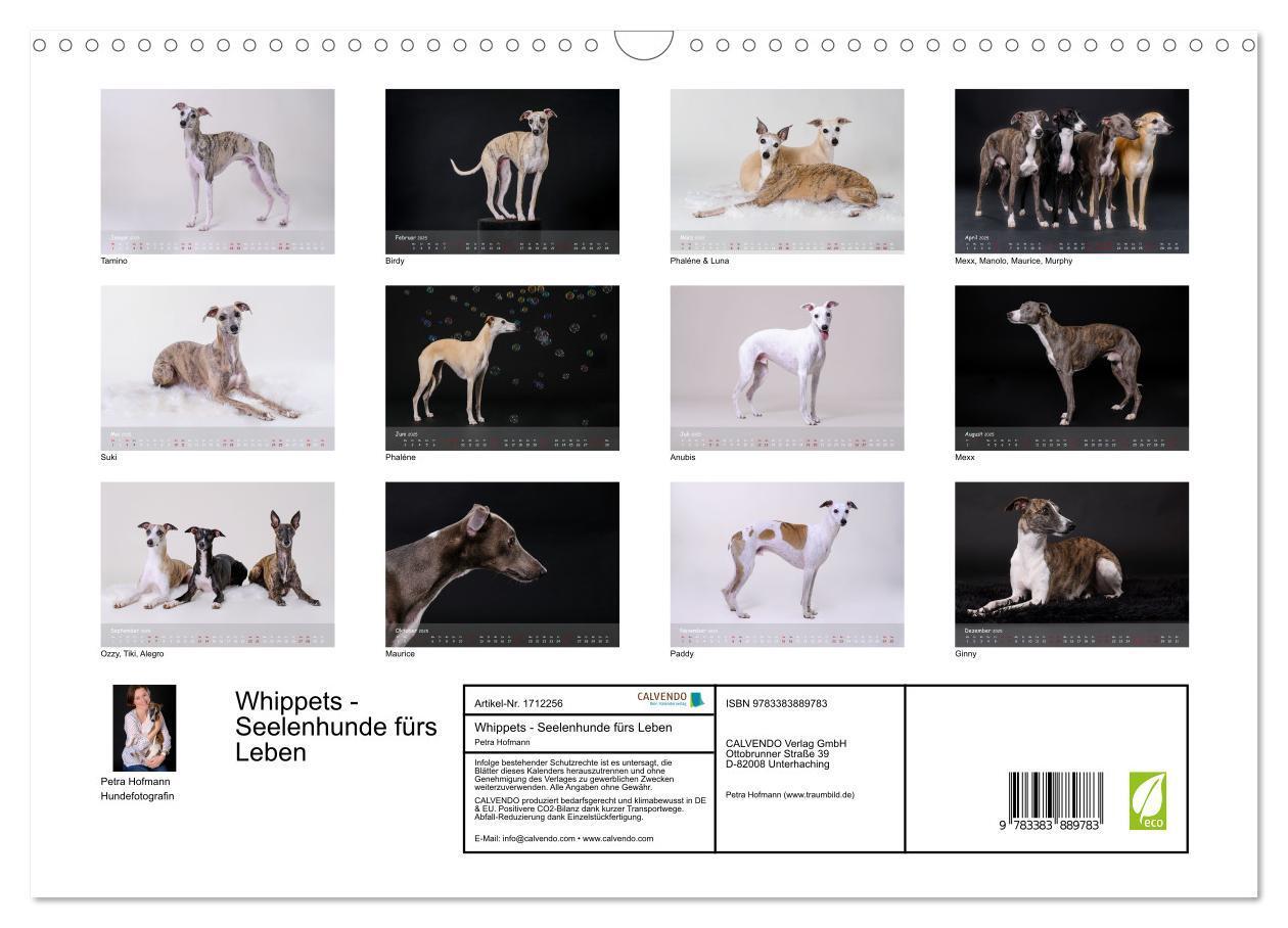 Bild: 9783383889783 | Whippets - Seelenhunde fürs Leben (Wandkalender 2025 DIN A3 quer),...