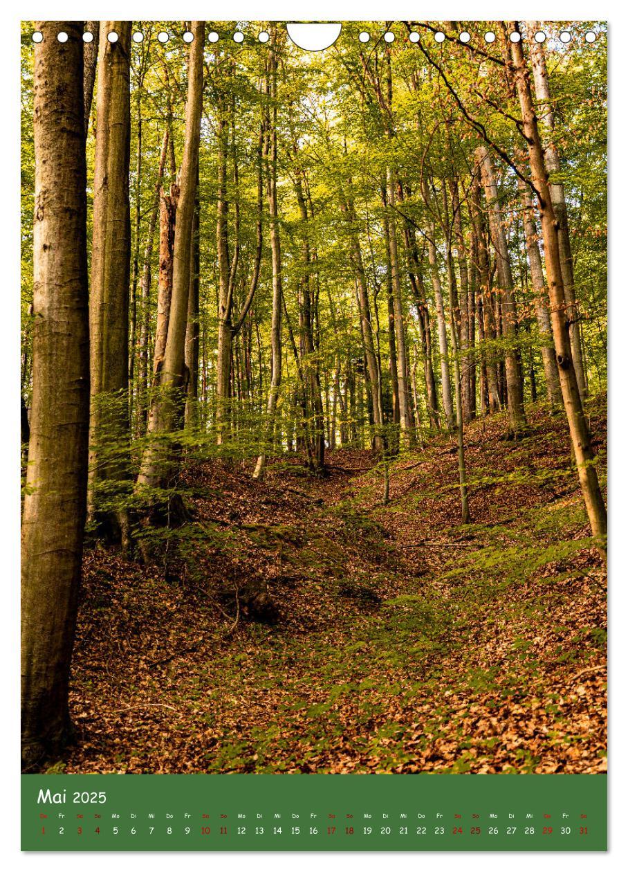 Bild: 9783435862481 | Ich bin dann mal im Wald (Wandkalender 2025 DIN A4 hoch), CALVENDO...