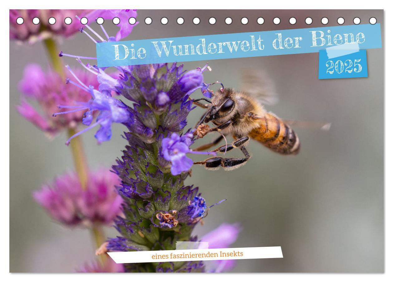 Cover: 9783383846151 | Die Wunderwelt der Biene (Tischkalender 2025 DIN A5 quer), CALVENDO...