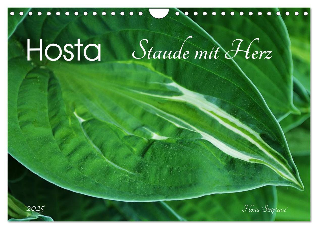 Cover: 9783435576814 | Hosta Staude mit Herz (Wandkalender 2025 DIN A4 quer), CALVENDO...