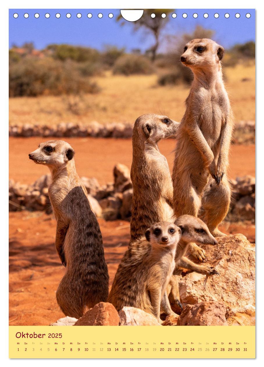 Bild: 9783435851010 | Erdmännchen - Eine Kolonie in der Kalahari (Wandkalender 2025 DIN...