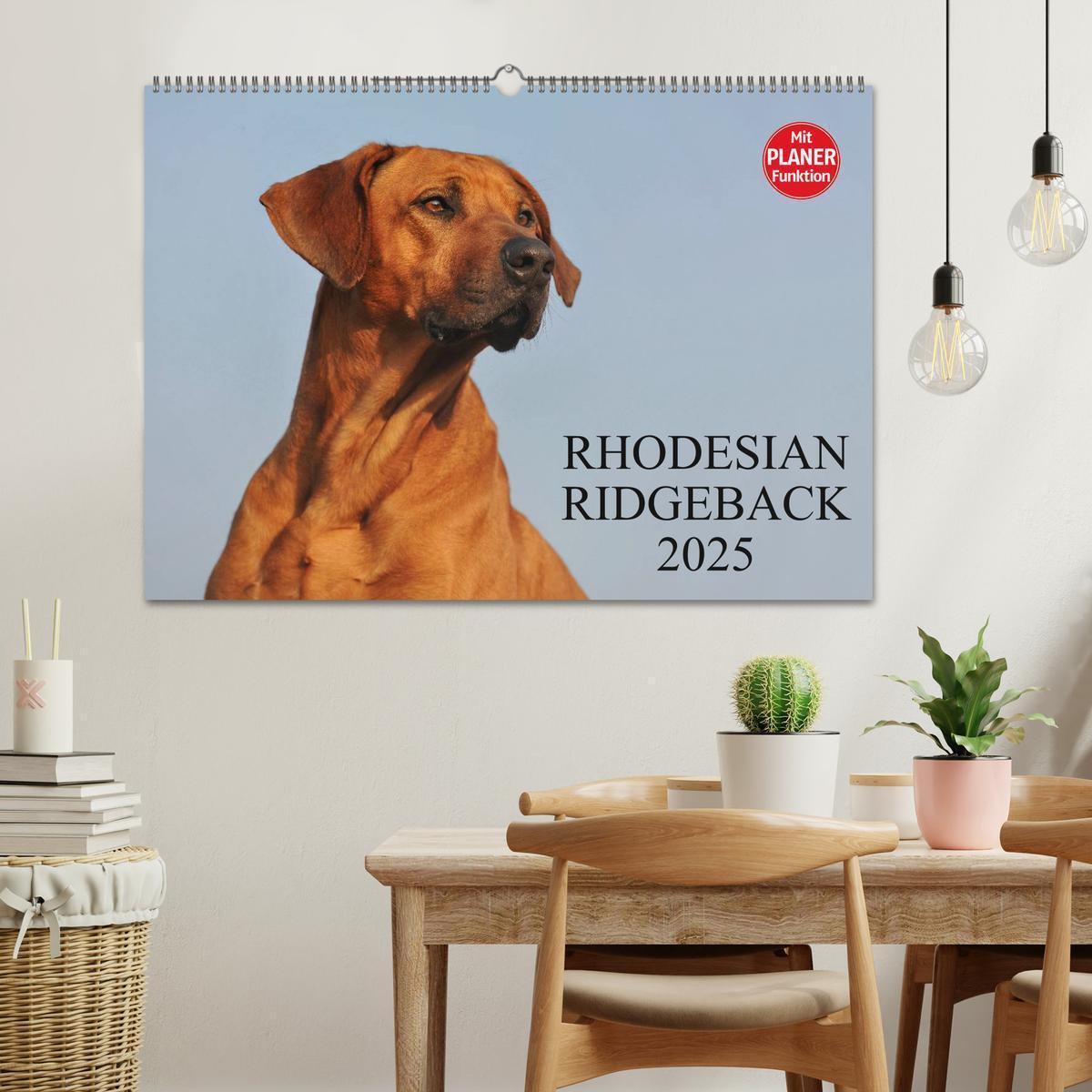 Bild: 9783435540570 | Rhodesian Ridgeback 2025 (Wandkalender 2025 DIN A2 quer), CALVENDO...