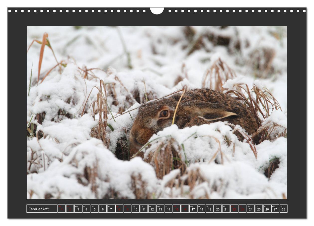 Bild: 9783435169900 | Winterzauber - Tiere in Eis und Schnee (Wandkalender 2025 DIN A3...