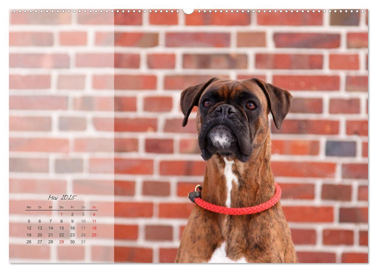 Bild: 9783435822409 | Deutscher Boxer 2025 (Wandkalender 2025 DIN A2 quer), CALVENDO...