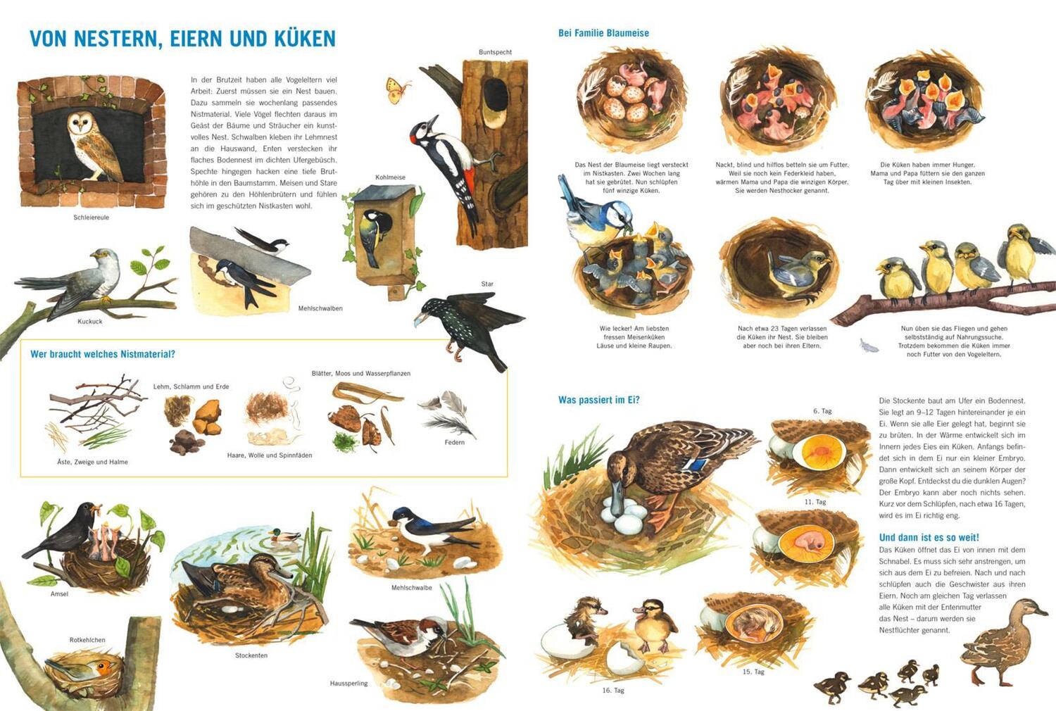 Bild: 9783551255013 | Mein großes Vogelbuch | Über 50 heimische Vogelarten entdecken | Buch