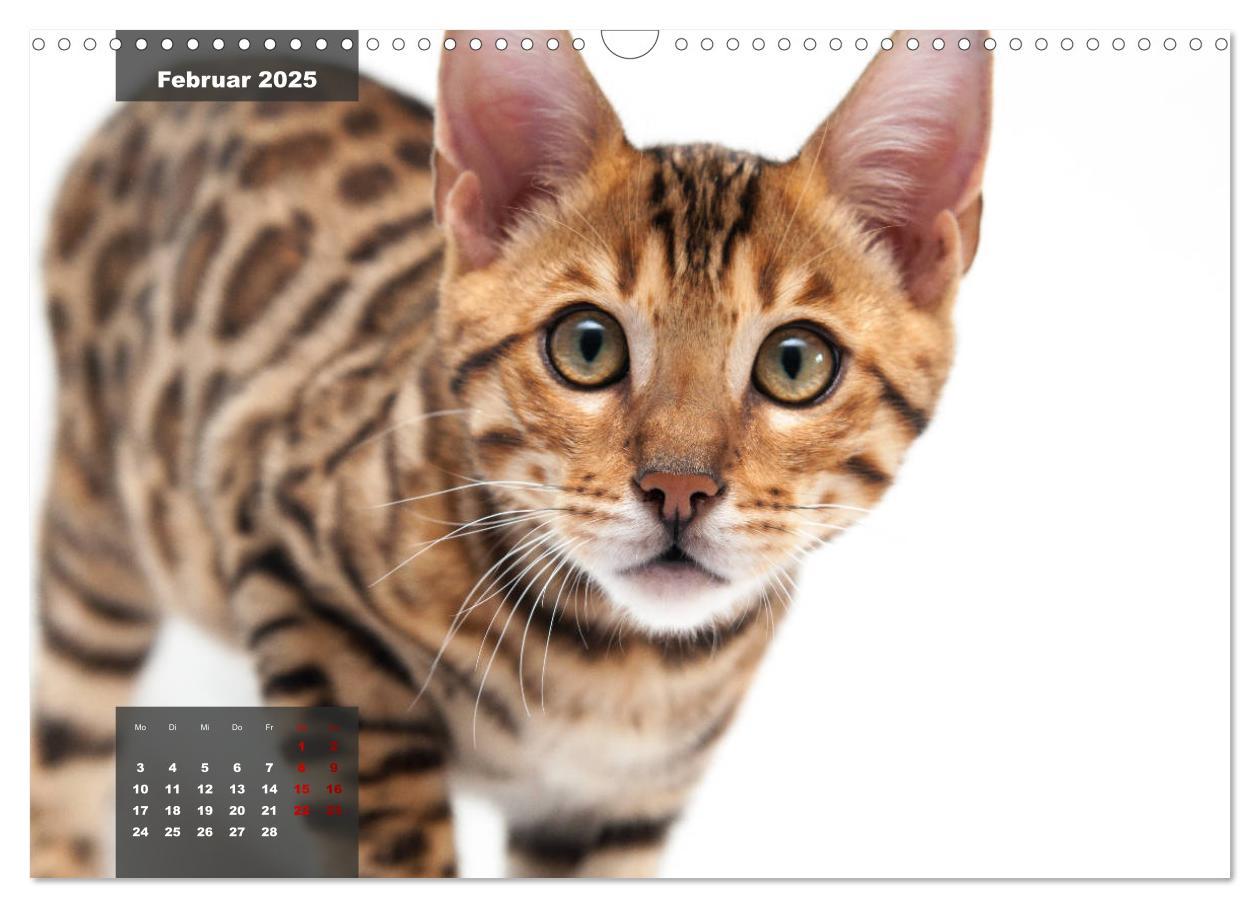 Bild: 9783435408689 | Bengal Kätzchen (Wandkalender 2025 DIN A3 quer), CALVENDO...