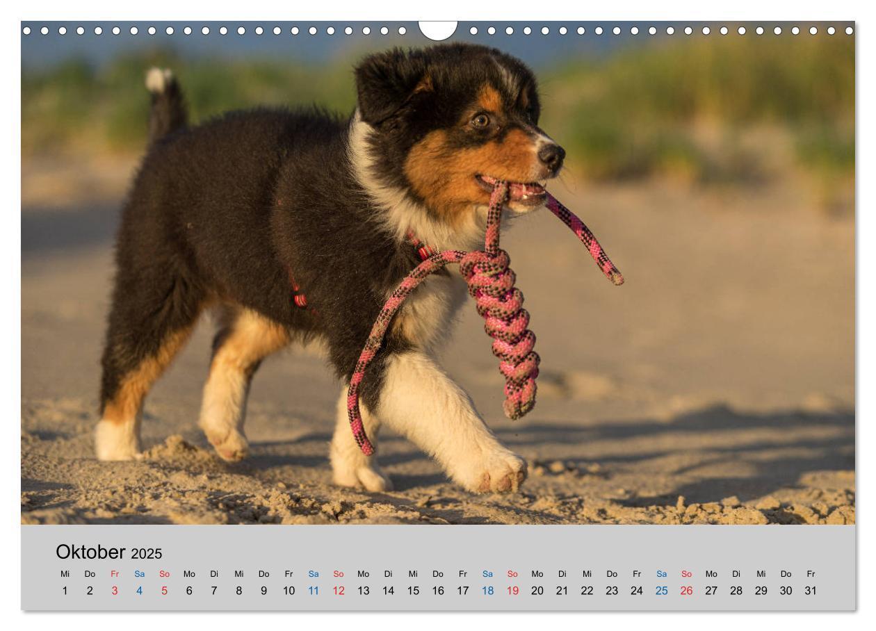 Bild: 9783435151035 | Australian Shepherd Welpen 2025 (Wandkalender 2025 DIN A3 quer),...