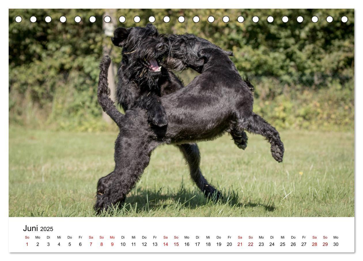 Bild: 9783435413430 | Schnauzer... von Zwergen und Riesen 2025 (Tischkalender 2025 DIN A5...