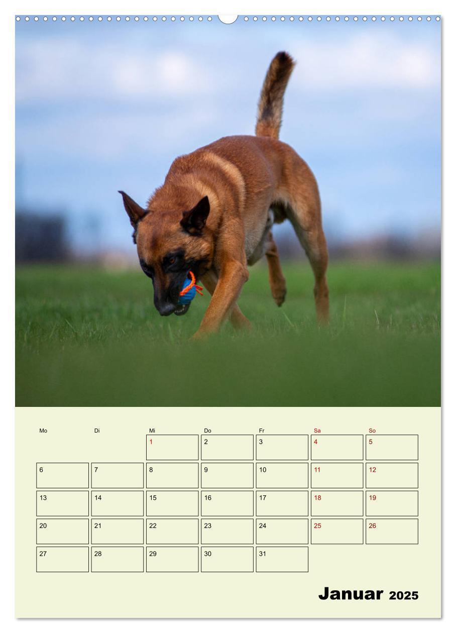 Bild: 9783435946624 | Malinois verlässliche Begleiter (Wandkalender 2025 DIN A2 hoch),...