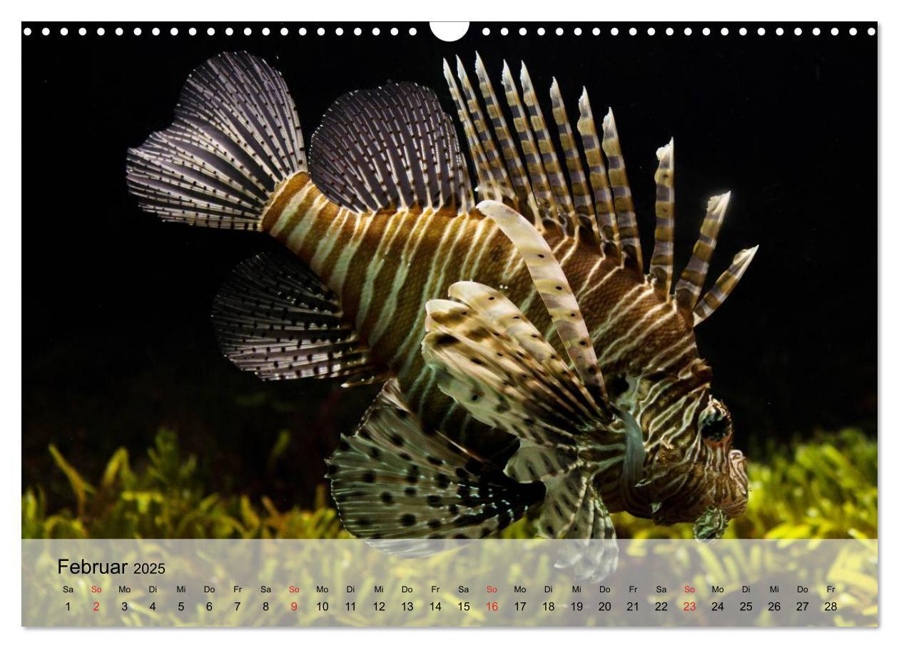 Bild: 9783435590445 | Knallbunte Wasserwelt. Die Welt der Fische (Wandkalender 2025 DIN...