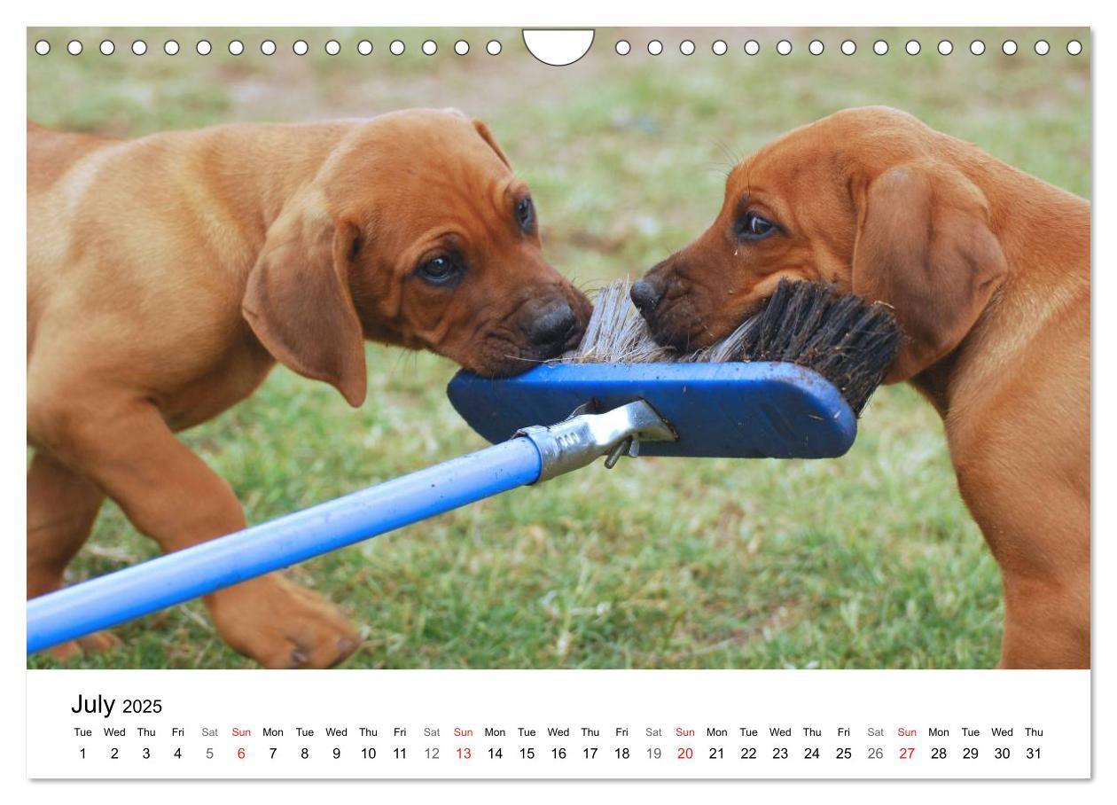 Bild: 9781325960699 | Rhodesian Ridgeback Puppies (Wall Calendar 2025 DIN A4 landscape),...