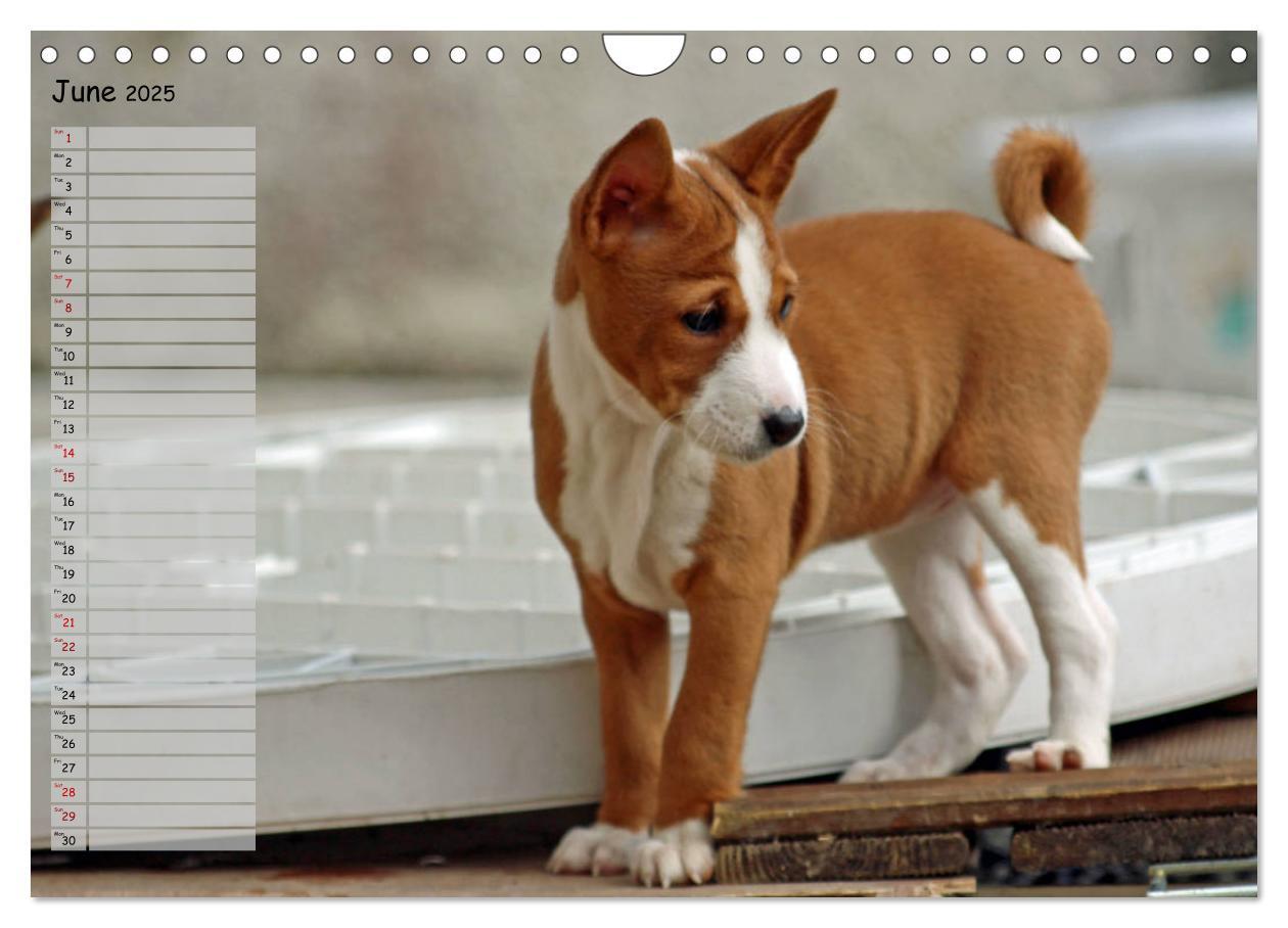 Bild: 9781325949748 | Basenji the African Barkless Dog (Wall Calendar 2025 DIN A4...