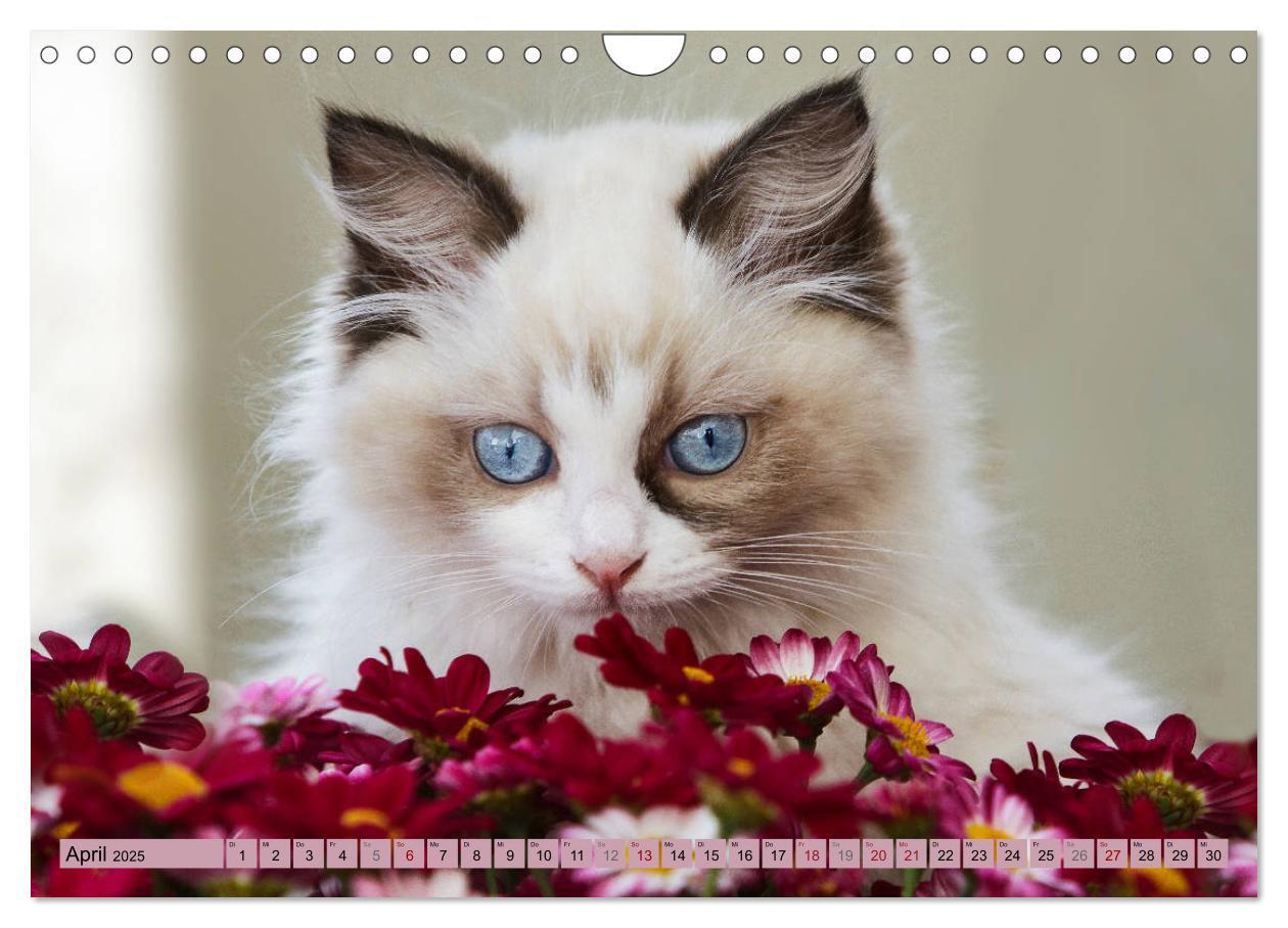 Bild: 9783435457250 | RAGDOLLS Impressionen aus der Kinderstube (Wandkalender 2025 DIN A4...