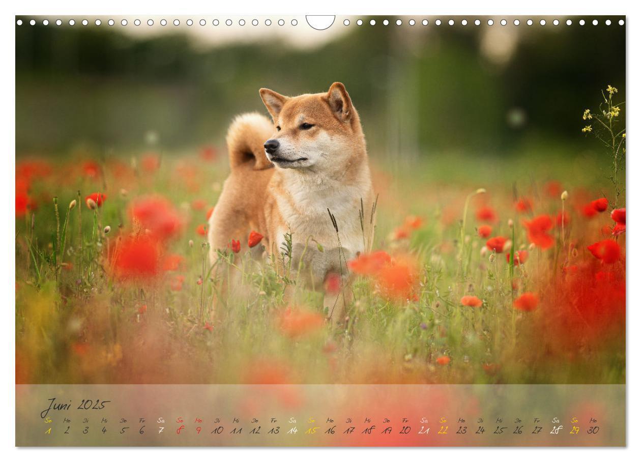 Bild: 9783435051502 | Shiba Inu - mutig, treu, selbstbewusst (Wandkalender 2025 DIN A3...