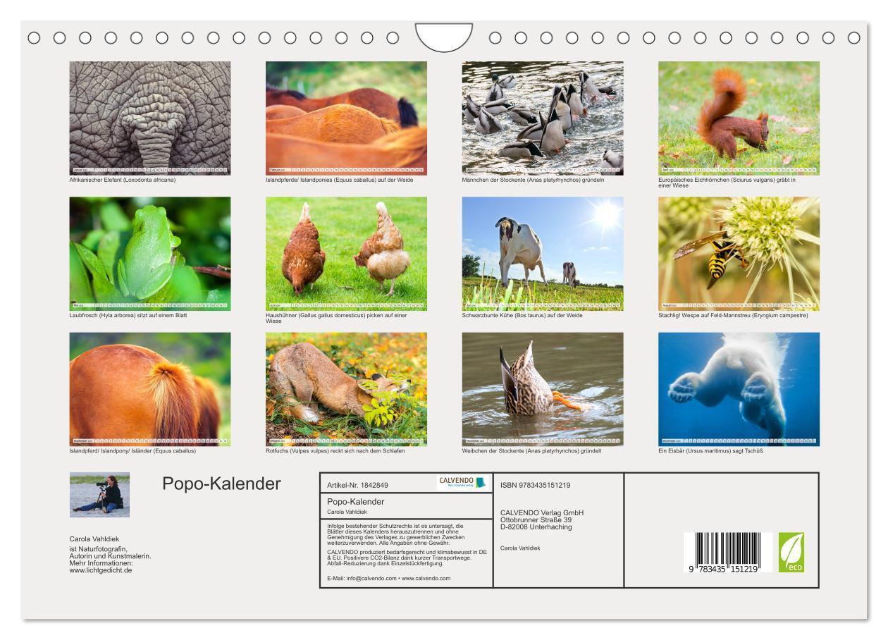 Bild: 9783435151219 | Popo-Kalender (Wandkalender 2025 DIN A4 quer), CALVENDO Monatskalender