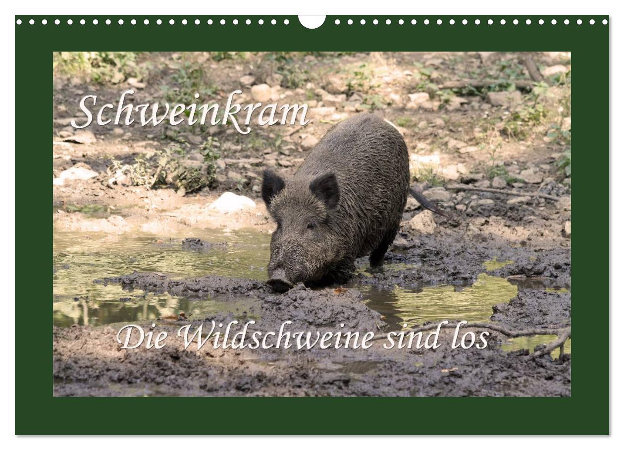 Cover: 9783435777525 | Schweinkram - Die Wildschweine sind los (Wandkalender 2025 DIN A3...