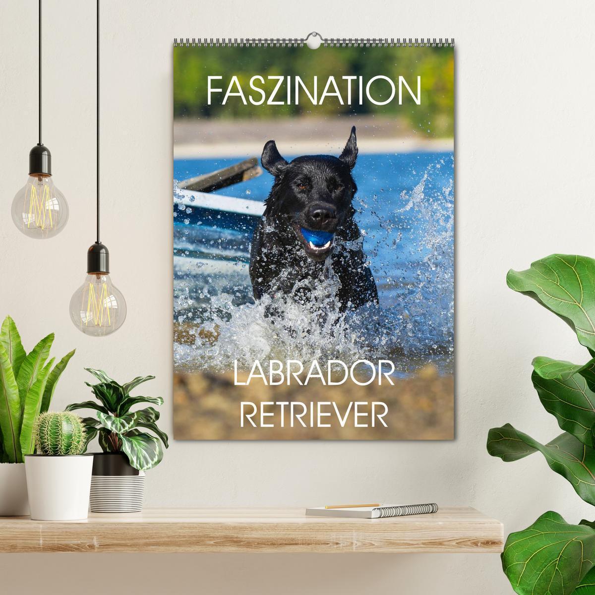 Bild: 9783457048573 | Faszination Labrador Retriever (Wandkalender 2025 DIN A2 hoch),...